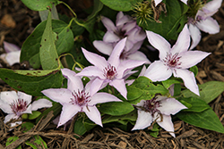 Manon Clematis (Clematis 'Evipo054') at Lakeshore Garden Centres