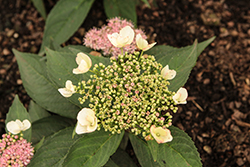 Game Changer Picotee Hydrangea (Hydrangea macrophylla 'Game Changer Picotee') at Lakeshore Garden Centres