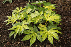 Camouflage Variegated Japanese Aralia (Fatsia 'Variegata Camouflage') at Lakeshore Garden Centres