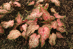 Heart to Heart Caribbean Coral Caladium (Caladium 'Caribbean Coral') at Lakeshore Garden Centres