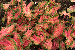 Heart to Heart Clowning Around Caladium (Caladium 'Clowning Around') at Lakeshore Garden Centres