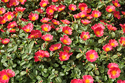 Mega Pazzaz Red Portulaca (Portulaca oleracea 'Mega Pazzaz Red') at Lakeshore Garden Centres