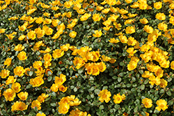 Mega Pazzaz Gold Portulaca (Portulaca oleracea 'Mega Pazzaz Gold') at Lakeshore Garden Centres