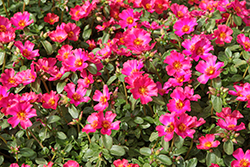 Mega Pazzaz Fuchsia Portulaca (Portulaca oleracea 'Mega Pazzaz Fuchsia') at Lakeshore Garden Centres