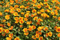 Mojave Mango Portulaca (Portulaca oleracea 'WGPORMM25') at Lakeshore Garden Centres