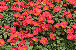 Pazzaz Nano Tropical Punch Portulaca (Portulaca oleracea 'Pazzaz Nano Tropical Punch') at Lakeshore Garden Centres