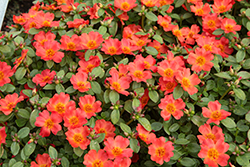 Pazzaz Nano Deep Orange Portulaca (Portulaca oleracea 'Pazzaz Nano Deep Orange') at Lakeshore Garden Centres