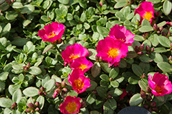 RioGrande Magenta Portulaca (Portulaca oleracea 'RioGrande Magenta') at Lakeshore Garden Centres