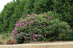 Birthday Cake Butterfly Bush (Buddleia 'PODvb3-30') at Lakeshore Garden Centres