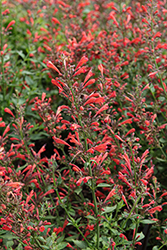 Sunrise Red Hyssop (Agastache 'Sunrise Red') at Lakeshore Garden Centres