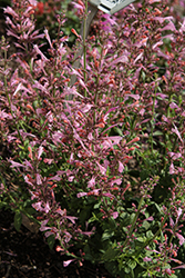 Sunrise Salmon Pink Hyssop (Agastache 'Sunrise Salmon Pink') at Lakeshore Garden Centres