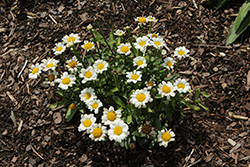 Darling Daisy Shasta Daisy (Leucanthemum x superbum 'Darling Daisy') at Lakeshore Garden Centres