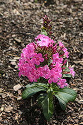 Luminary Pink Lightning Garden Phlox (Phlox paniculata 'Pink Lightning') at Lakeshore Garden Centres