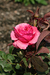 Loves Me Loves Me Not Rose (Rosa 'MEIcatess') at Lakeshore Garden Centres