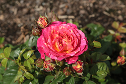 Winning Streak Rose (Rosa 'Meiwentar') at Lakeshore Garden Centres