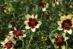 Designer Threads Creamy Calico Tickseed (Coreopsis verticillata 'Creamy Calico') at Lakeshore Garden Centres