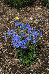 Hunky Dory&Trade; Blue Delphinium (Delphinium grandiflorum 'Hunky Dory Blue') at Lakeshore Garden Centres