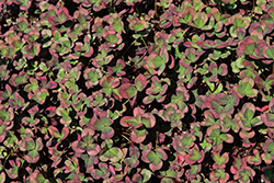 4 Luck Red Green Clover (Trifolium repens '4 Luck Red Green') at Lakeshore Garden Centres