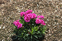 Sunflor Sinclair Carnation (Dianthus caryophyllus 'Sunflor Sinclair') at Lakeshore Garden Centres