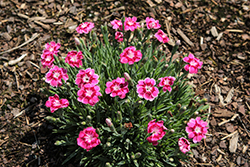 Electric Dreams Pinks (Dianthus 'Wp22 Elecdr') at Lakeshore Garden Centres