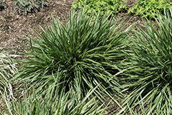 Glow Sticks Blue Fescue (Festuca arundinacea 'Glow Sticks') at Lakeshore Garden Centres