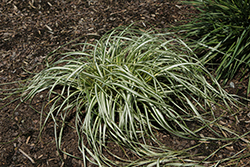 Moon Falls Sedge (Carex 'ET CRX 904') at Lakeshore Garden Centres