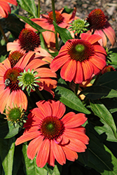 Sombrero Mandarin Mambo Coneflower (Echinacea 'Balsomambo') at Lakeshore Garden Centres