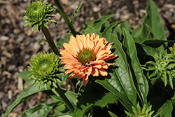 SunSeekers Pumpkin Pie Coneflower (Echinacea 'SunSeekers Pumpkin Pie') at Lakeshore Garden Centres