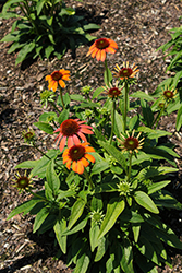 Prairie Blaze Orange Sunset Coneflower (Echinacea purpurea 'Prairie Blaze Orange Sunset') at Lakeshore Garden Centres