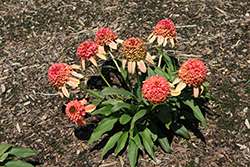 Cara Mia Coral Coneflower (Echinacea 'Cara Mia Coral') at Lakeshore Garden Centres