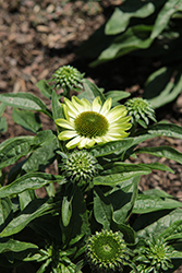 Prima Lime Coneflower (Echinacea 'Prima Lime') at Lakeshore Garden Centres