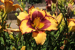 Rainbow Rhythm Blazing Glory Daylily (Hemerocallis 'Blazing Glory') at Lakeshore Garden Centres