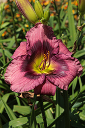 Kansas Kitten Daylily (Hemerocallis 'Kansas Kitten') at Lakeshore Garden Centres