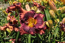 The Band Played On Daylily (Hemerocallis 'The Band Played On') at Lakeshore Garden Centres