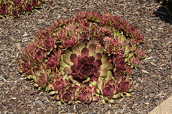 Chick Charms GIANTS Copper Canyon Hens And Chicks (Sempervivum 'Copper Canyon') at Lakeshore Garden Centres