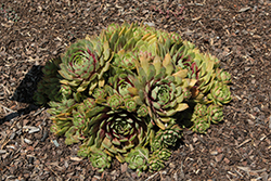 Chick Charms GIANTS Gold Mine Hens And Chicks (Sempervivum 'Gold Mine') at Lakeshore Garden Centres