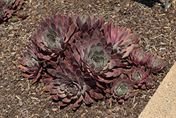 Chick Charms Giant Pink Sapphire Hens And Chicks (Sempervivum 'Pink Sapphire') at Lakeshore Garden Centres