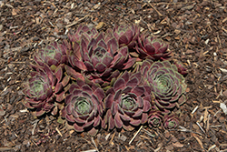 Chick Charms Steel Appeal Hens And Chicks (Sempervivum 'Steel Appeal') at Lakeshore Garden Centres