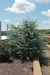 Silver Dollar Gum (Eucalyptus cinerea) at Lakeshore Garden Centres