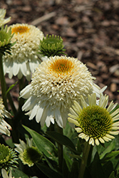 SunMagic Petite Double White Coneflower (Echinacea 'SunMagic Petite Double White') at Lakeshore Garden Centres