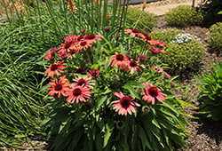 SunMagic Vintage Orange Coneflower (Echinacea 'SunMagic Vintage Orange') at Lakeshore Garden Centres