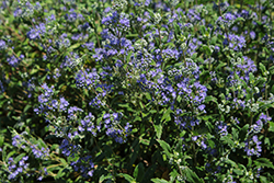 Emerald Crest Caryopteris (Caryopteris x clandonensis 'Emerald Crest') at Lakeshore Garden Centres