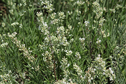 Big Time White Lavender (Lavandula angustifolia 'Zanlacub') at Lakeshore Garden Centres