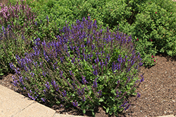 Noble Knight Sage (Salvia nemorosa 'Noble Knight') at Lakeshore Garden Centres
