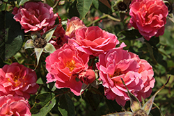 Coral Miracle Rose (Rosa 'RIPfirst') at Lakeshore Garden Centres