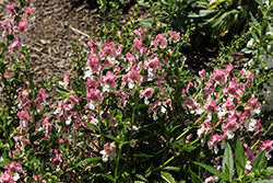 Angelface Wedgwood Pink Angelonia (Angelonia angustifolia 'ANGAF19278') at Lakeshore Garden Centres