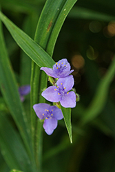 Ohio Spiderwort (Tradescantia ohiensis) at Lakeshore Garden Centres