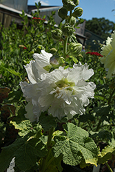 Spring Celebrities White Hollyhock (Alcea rosea 'Spring Celebrities White') at Lakeshore Garden Centres