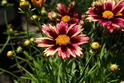 Starlight Tickseed (Coreopsis 'Starlight') at Lakeshore Garden Centres