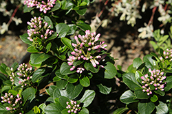 Pink Elle Escallonia (Escallonia laevis 'Lades') at Lakeshore Garden Centres